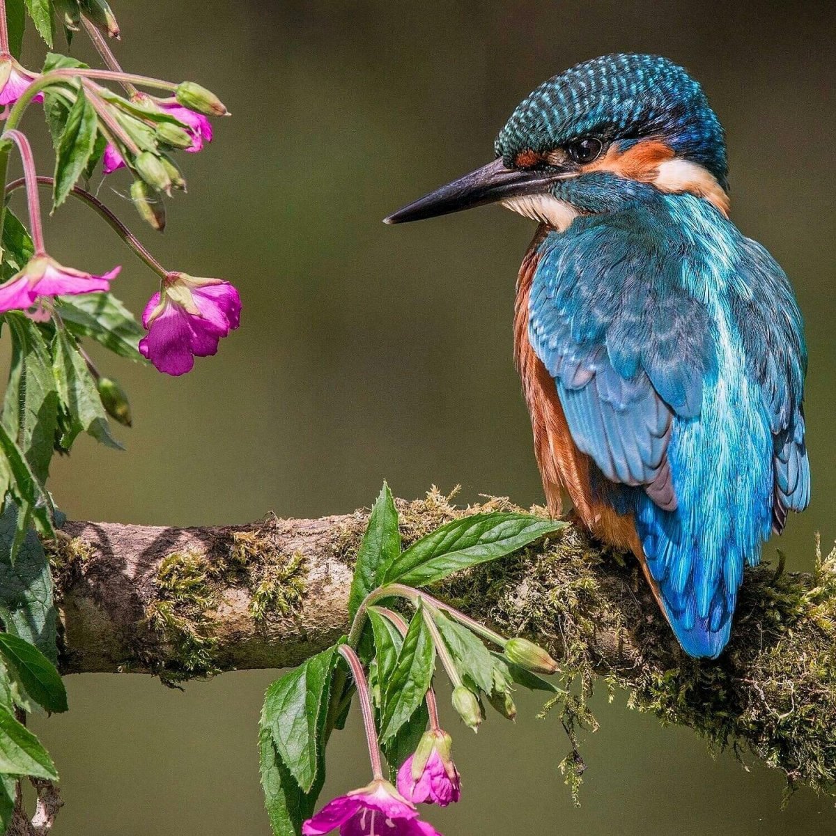 Зимородок брошь