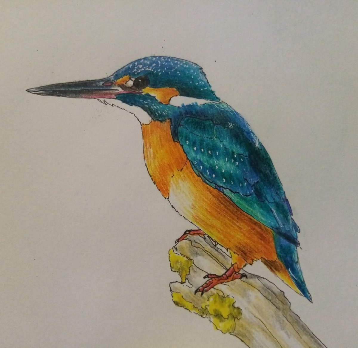 Зимородок турецкий