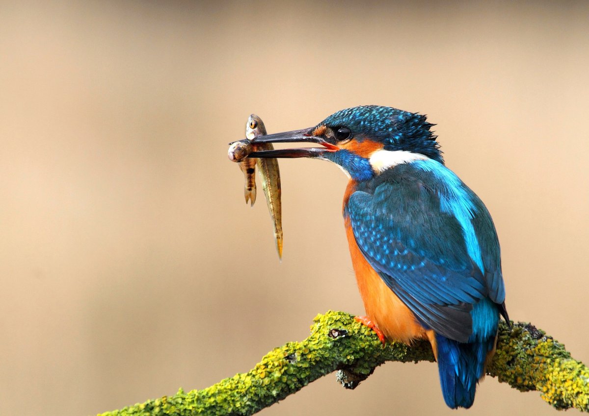 Удмуртия птицы Зимородок