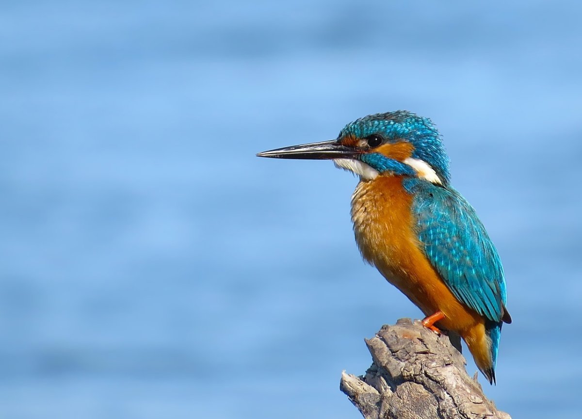 Зимородок Сибирский