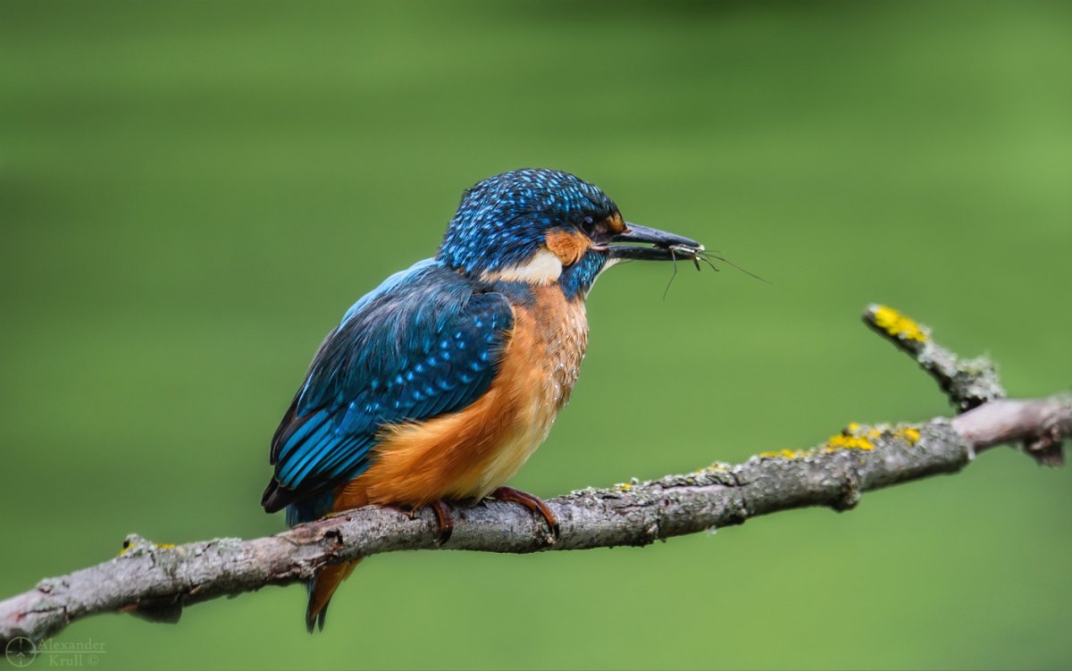 Голубой Зимородок