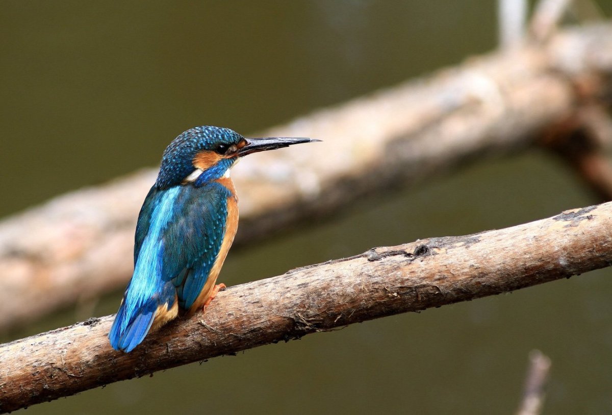 Зимородок фото в высоком качестве