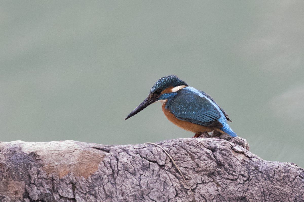 Зимородок Израиль