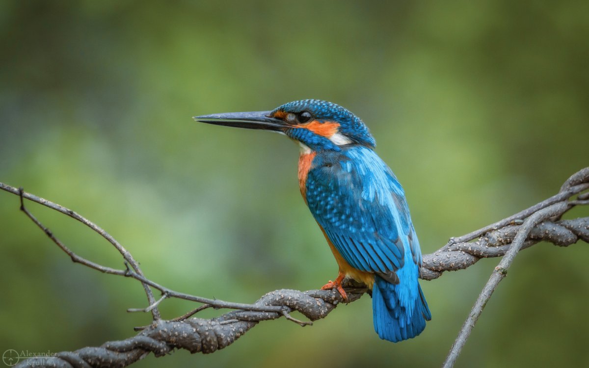 Зимородок обыкновенный самец и самка