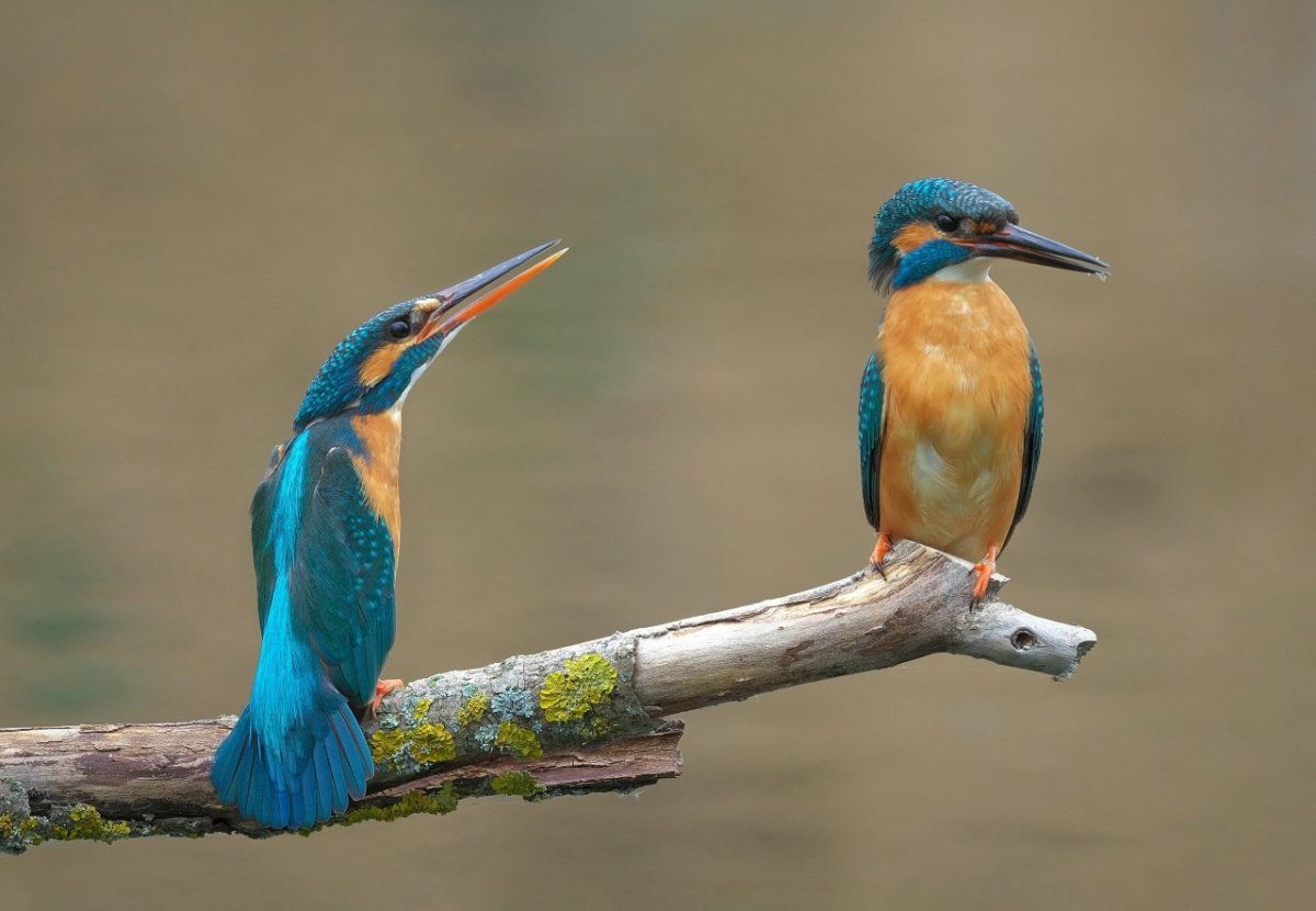 Зимородок рисунок для детей