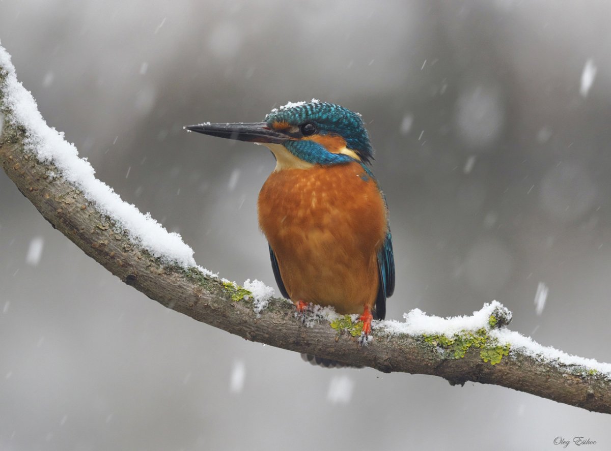 Зимородок Сибирский