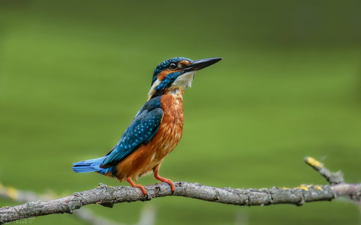 Хохлатый Зимородок