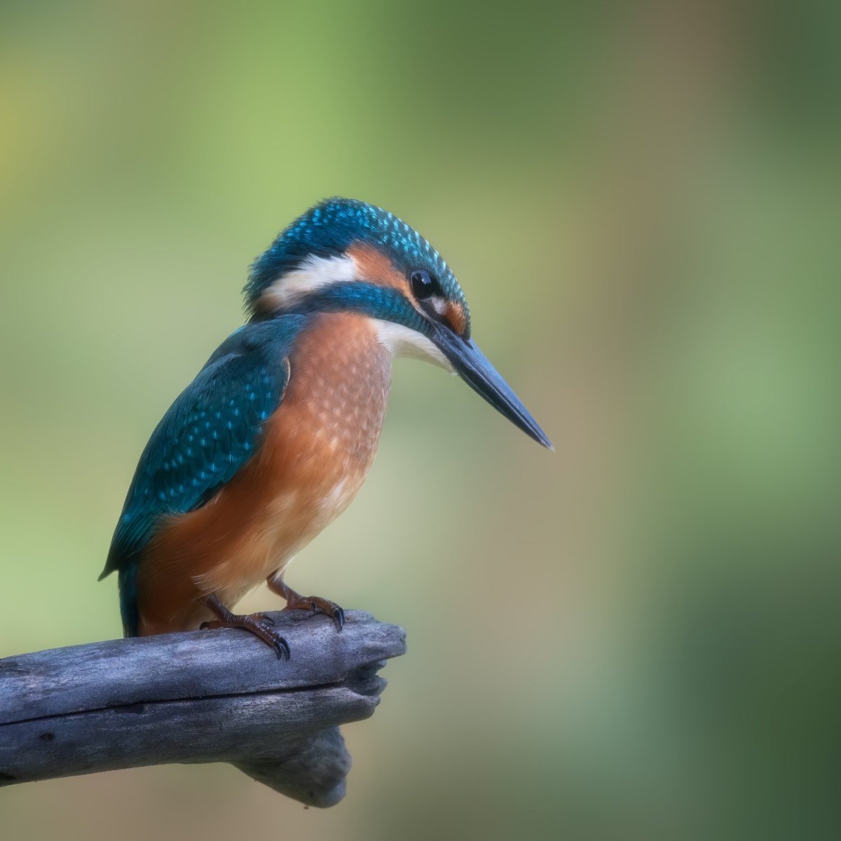 Обыкновенный Зимородок