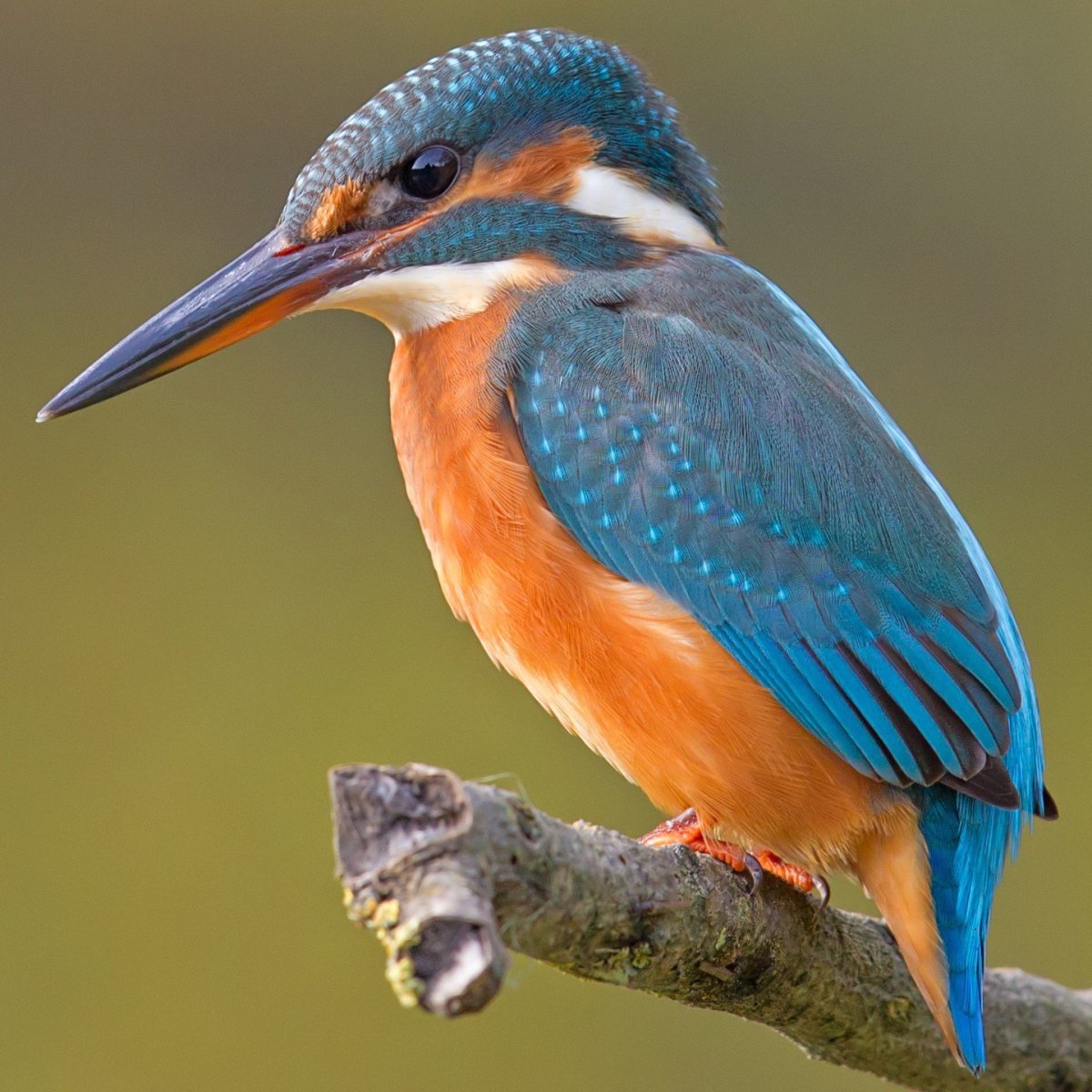 Обыкновенный Зимородок