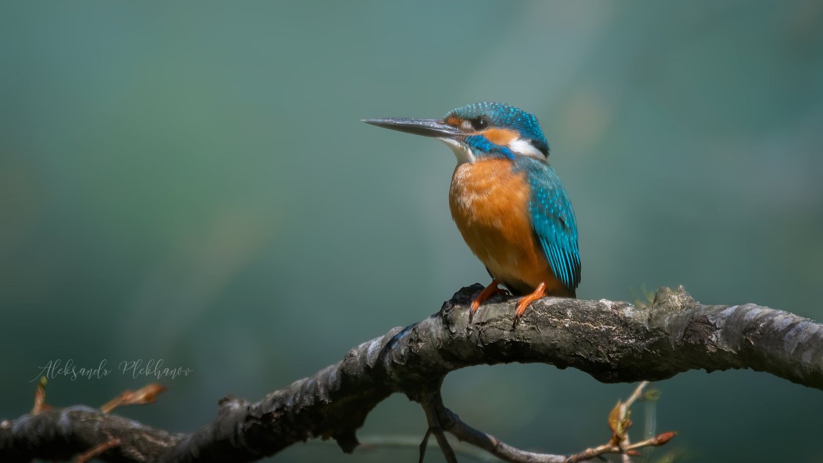 Зимородок фото и описание