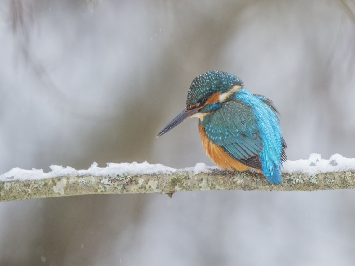 Рюкюский Зимородок