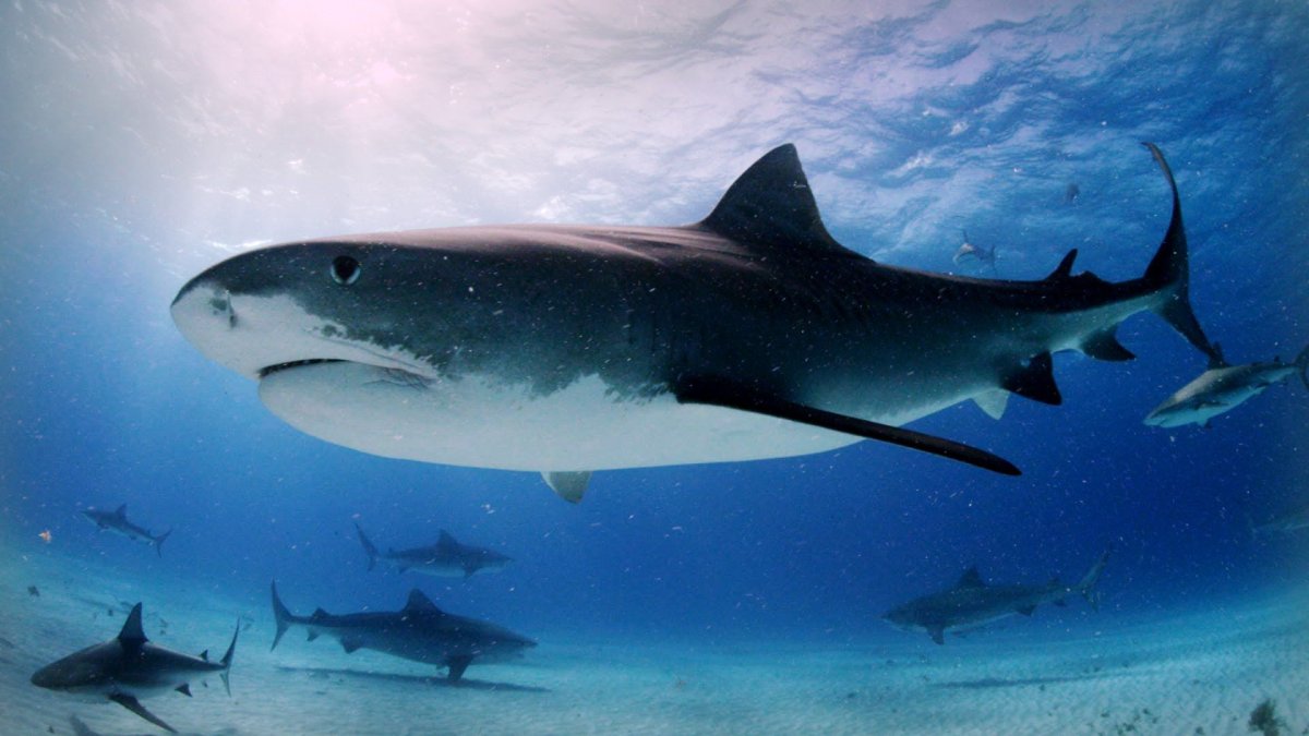 Тигровая акула Ривьера Майя