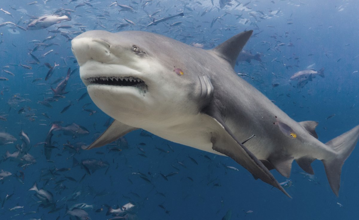 Акула и треска в сравнении