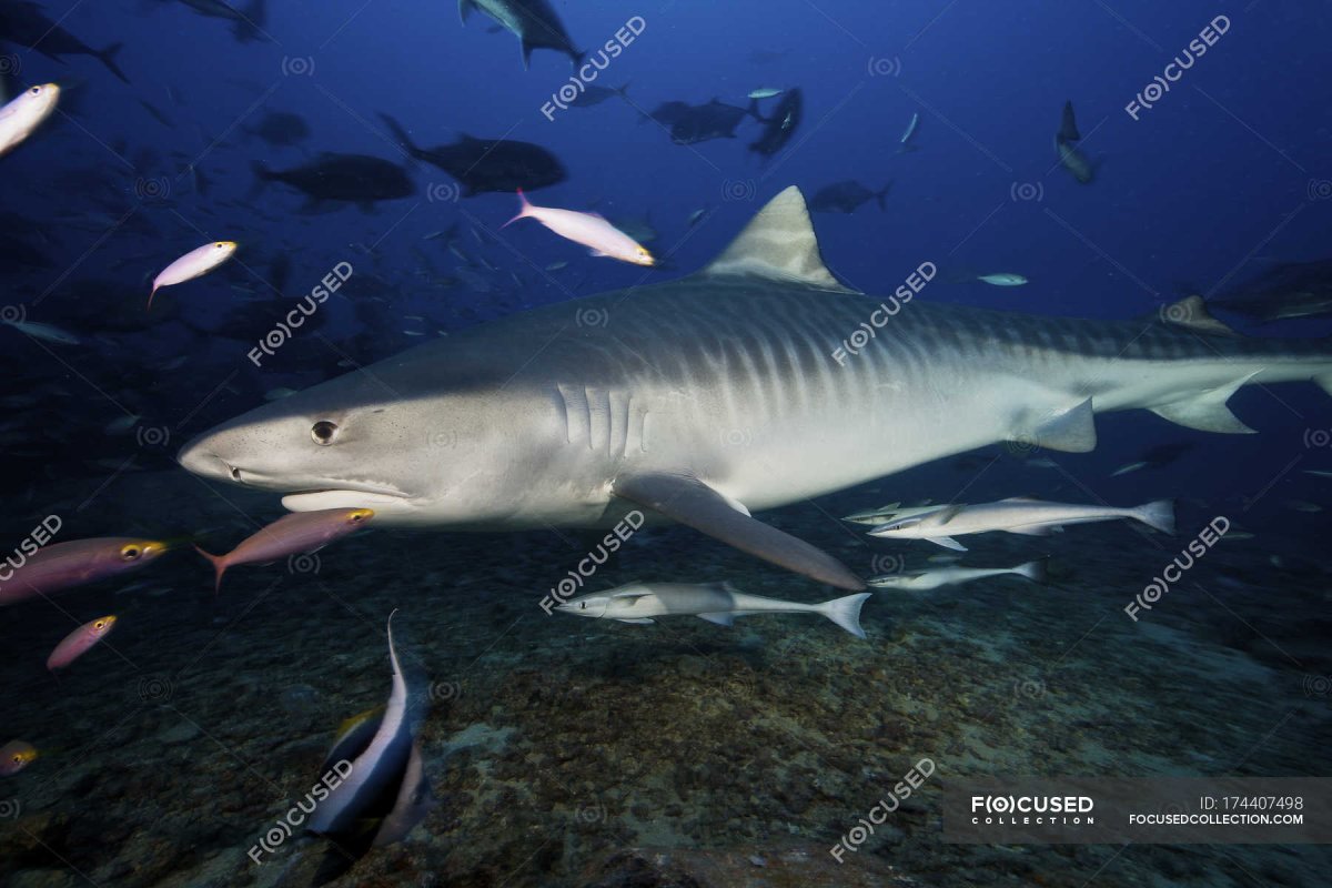 Акулья Лагуна