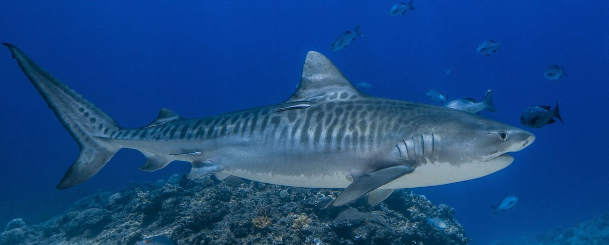 Тигровая акула и человек