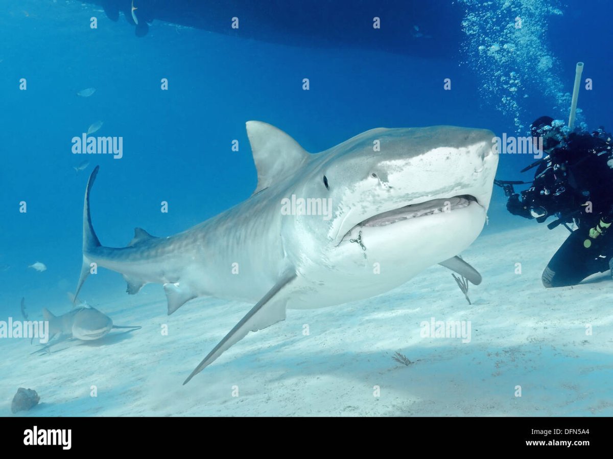 Тигер Шарк акула