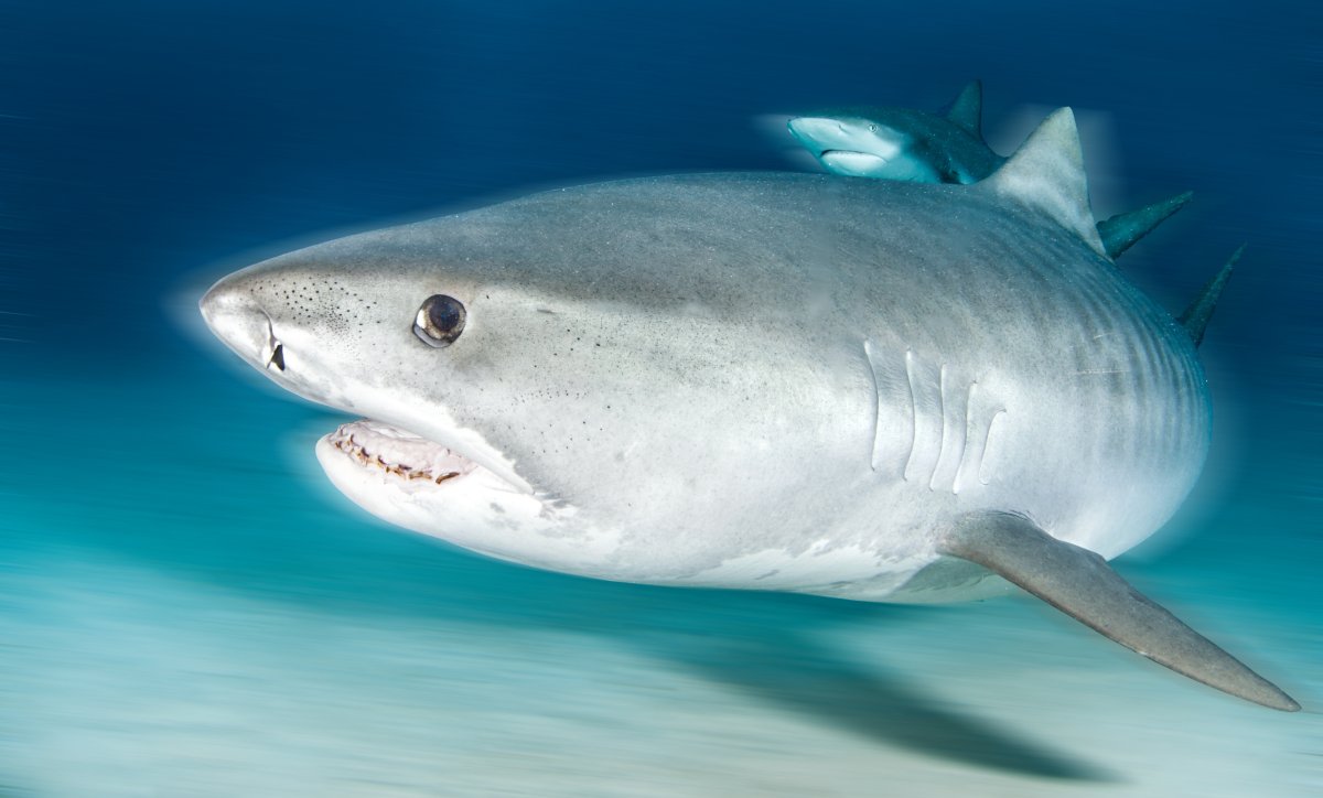 Собаки которые похожи на акул