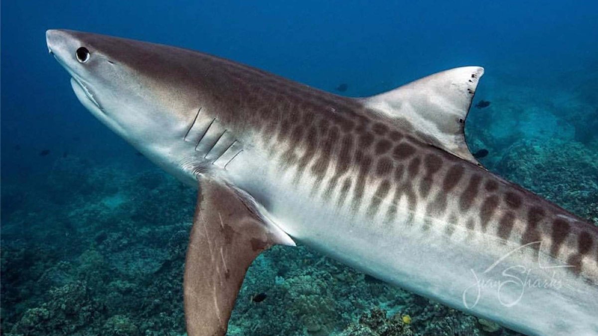 Тигровая акула вид сверху