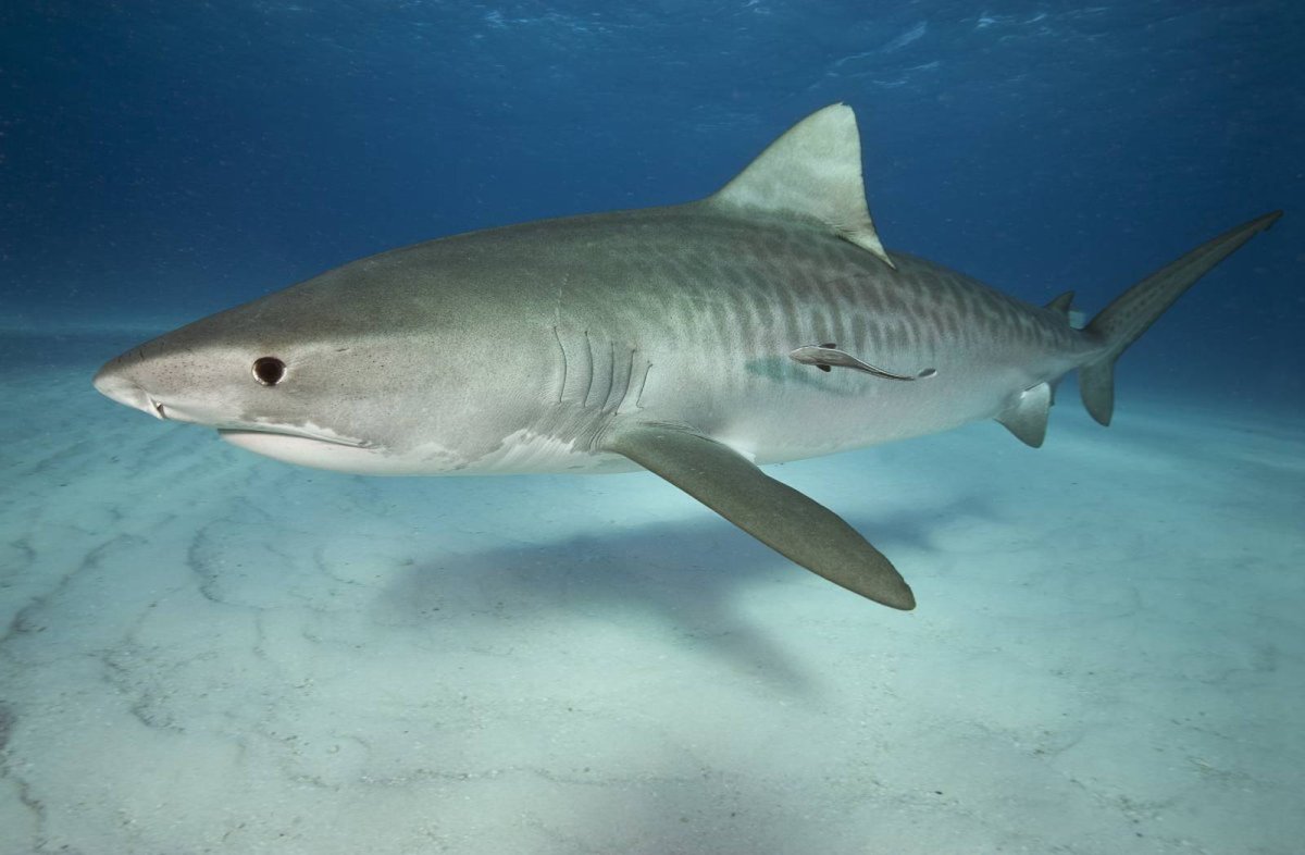 Акулы в вулкане