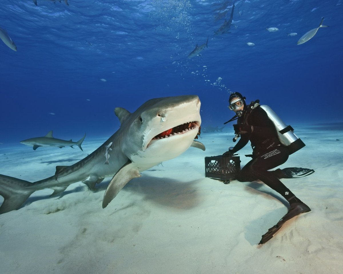 Залив Шарк тигровая акула