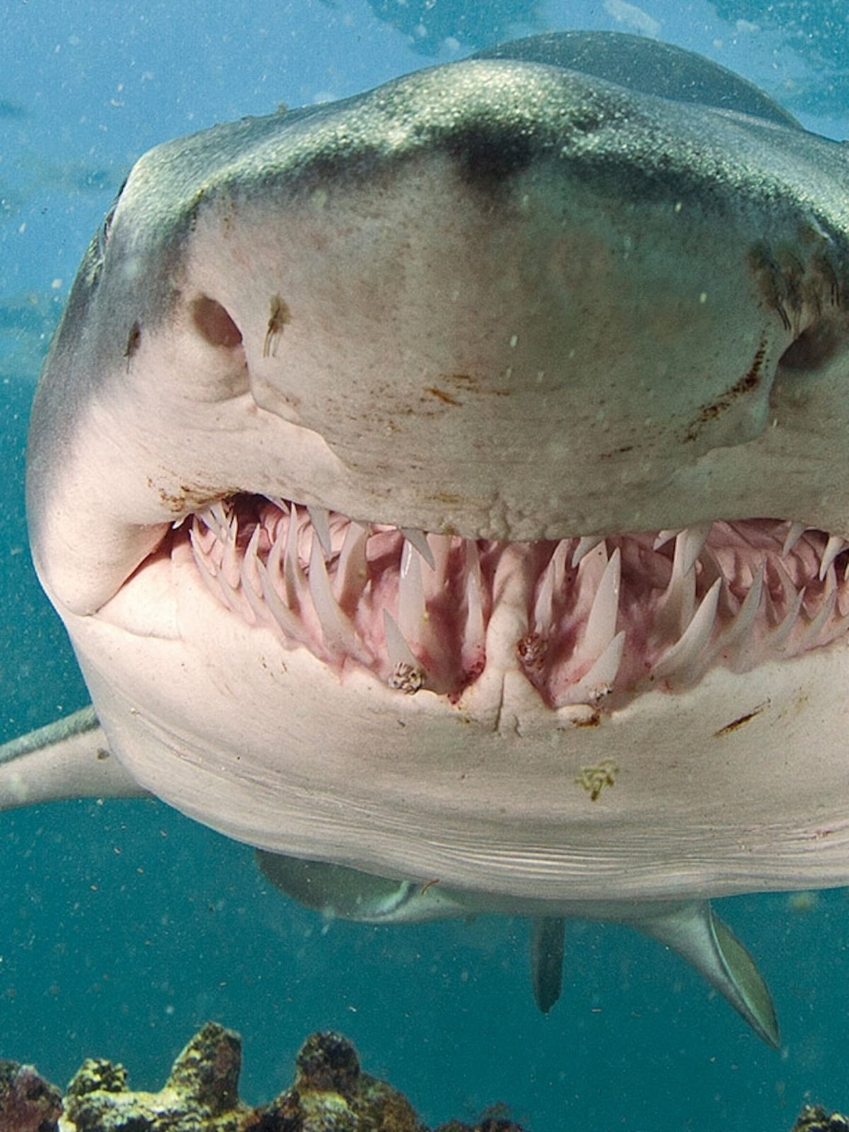 Акула тигровая Шарк