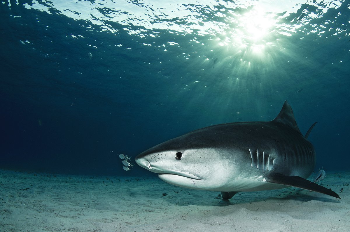 Песчаная тигровая акула ближайшие родственники