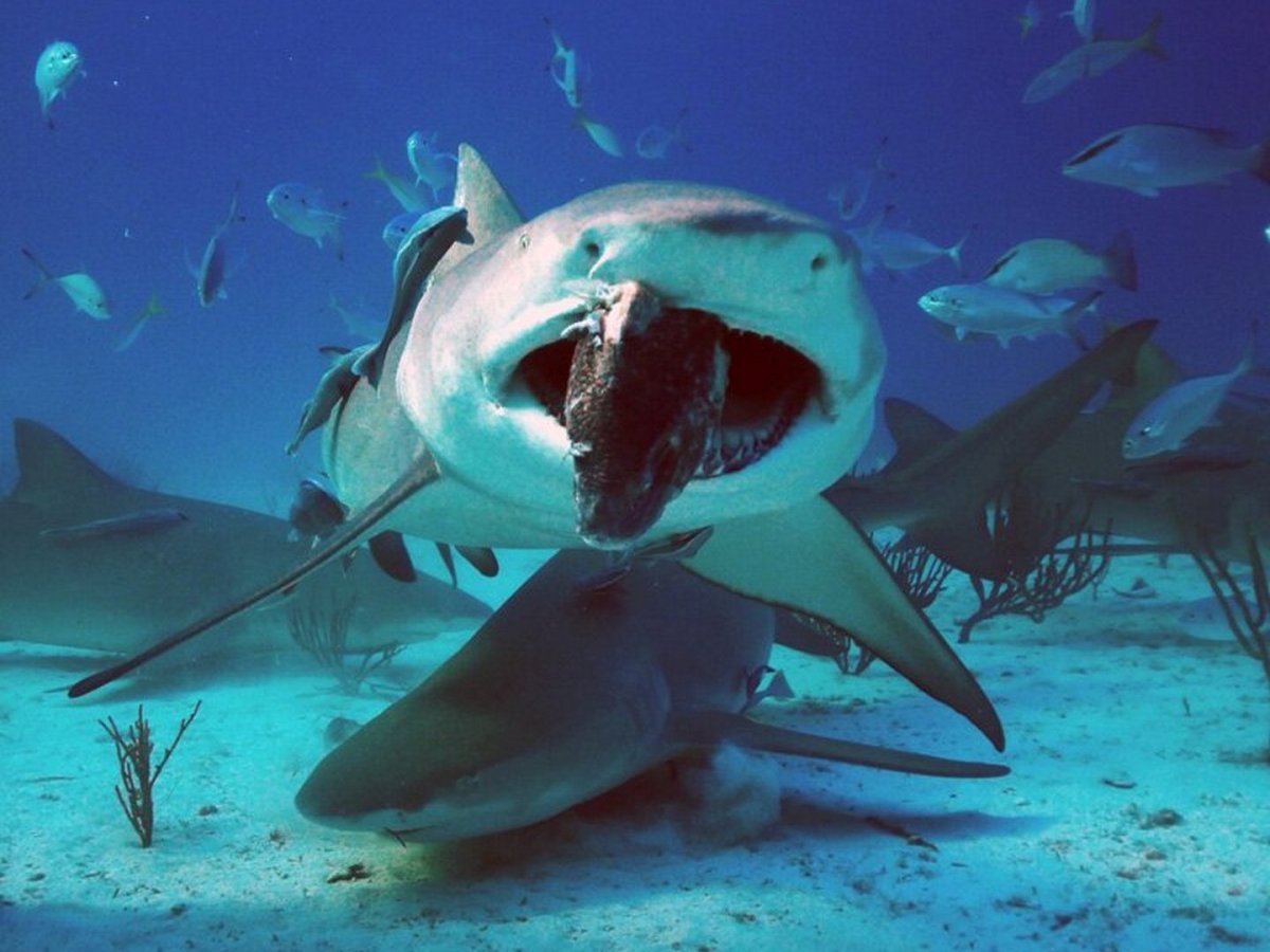 Тигровая акула