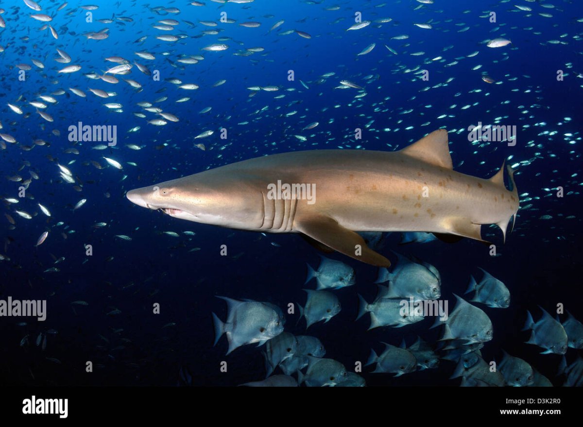 Тигровая акула и человек