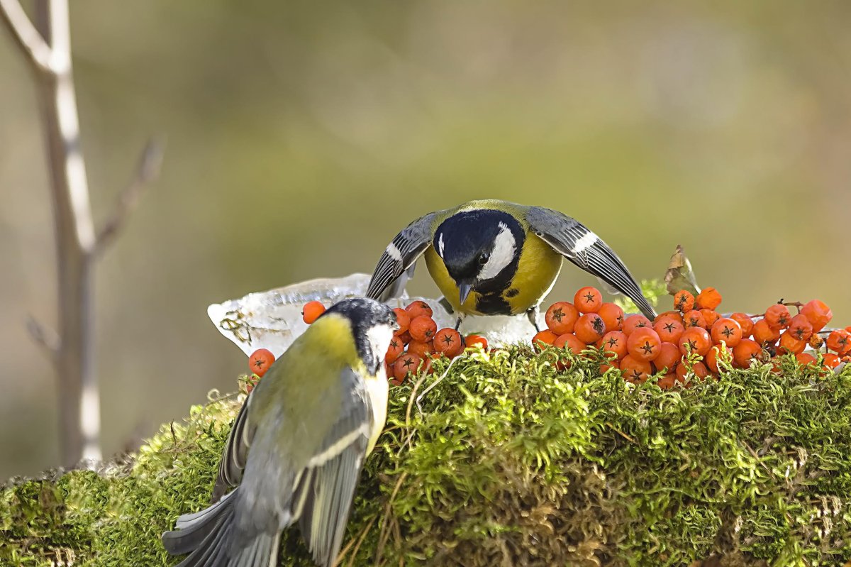 Синичкин день