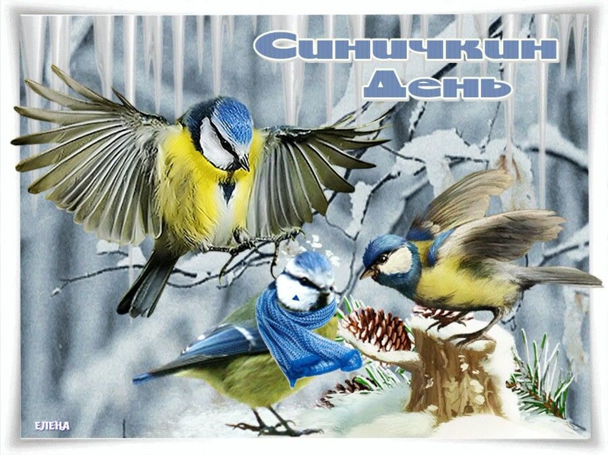 День синицы