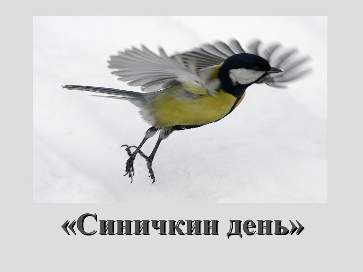 Большая синица в кормушке