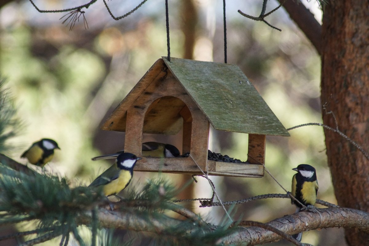 Конкурс Синичкин день