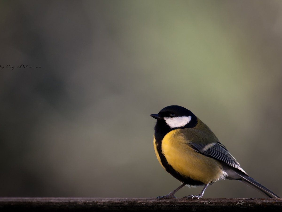 Зиновий и Зиновия Синичкин день 12 ноября