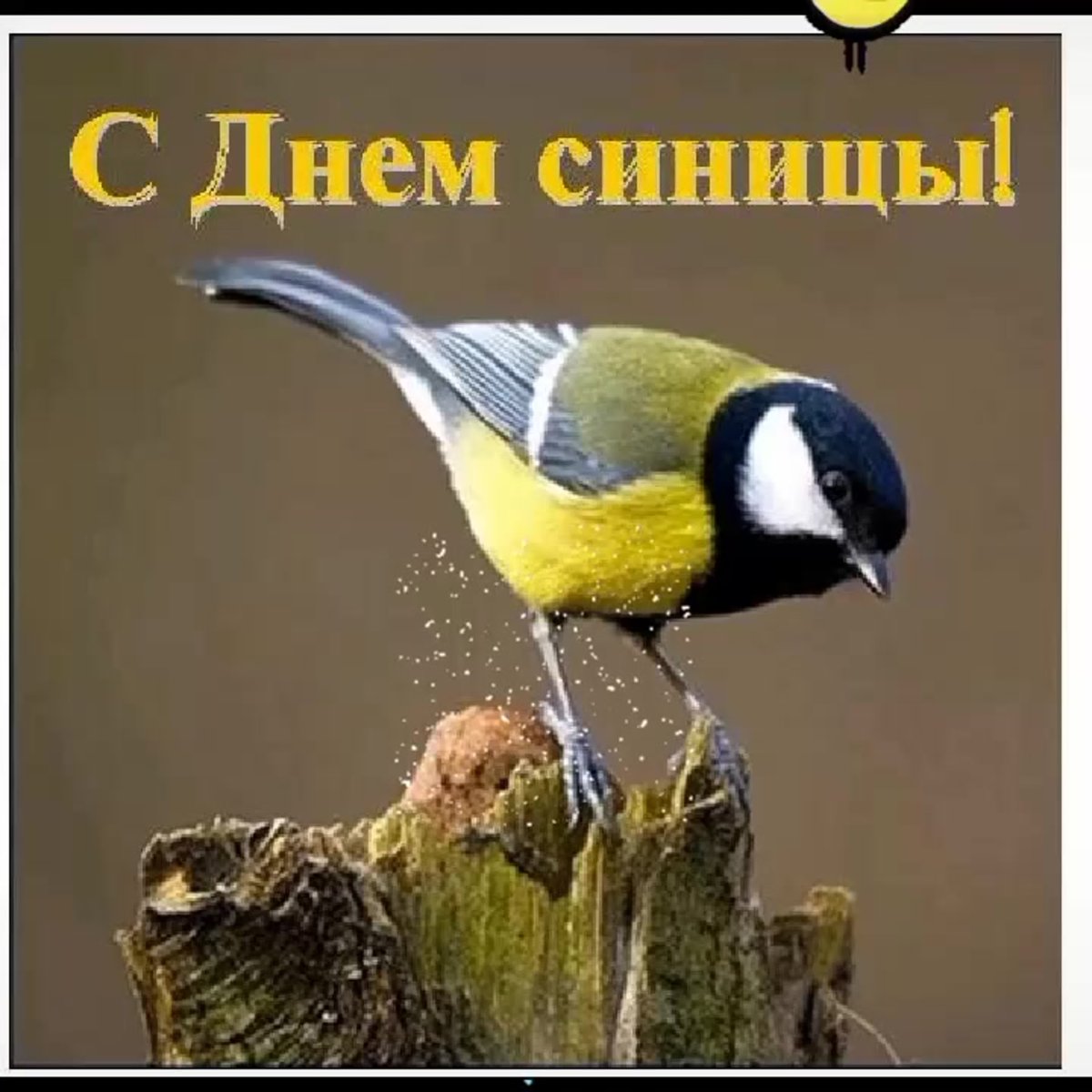 Синичкин день