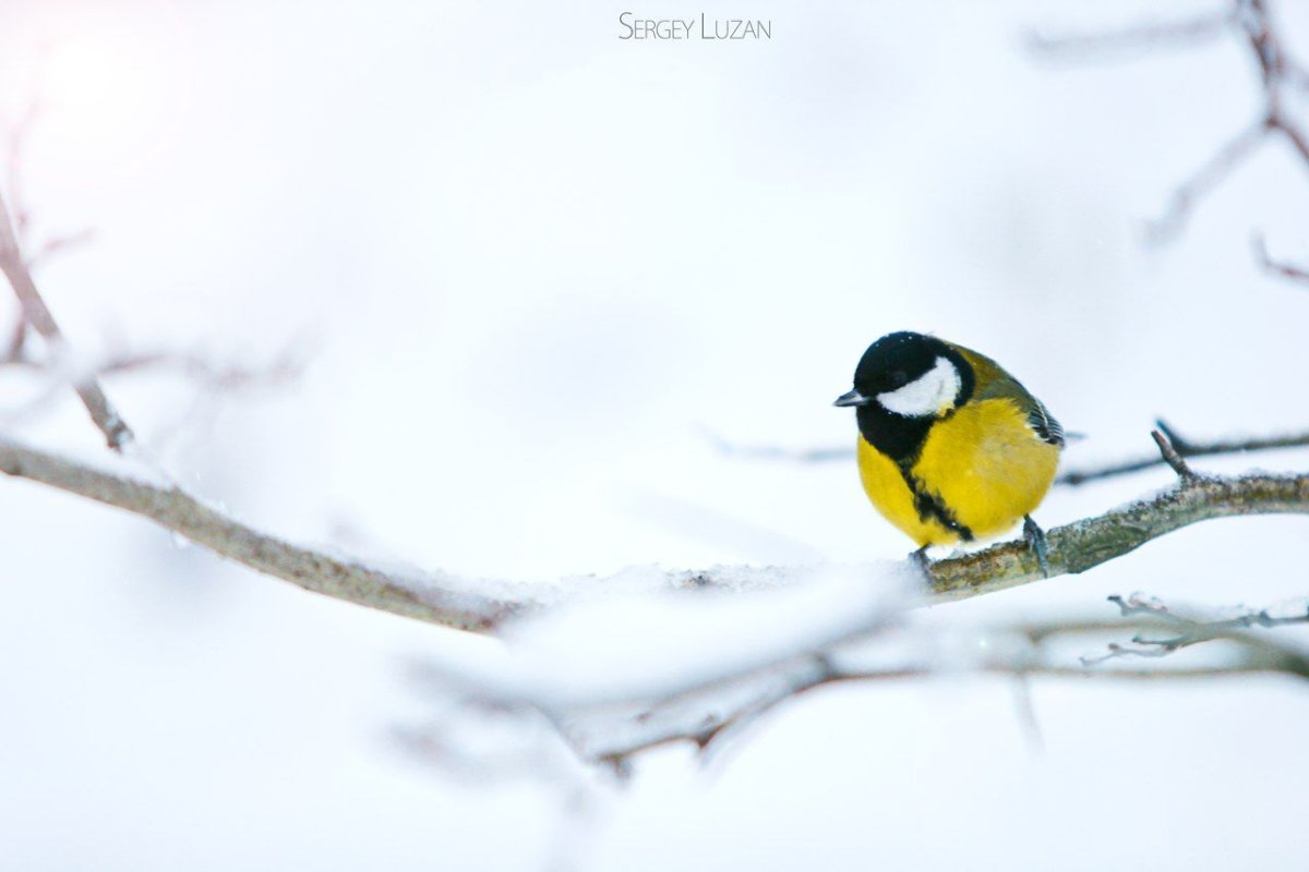 Синица на ветке зимой для детей