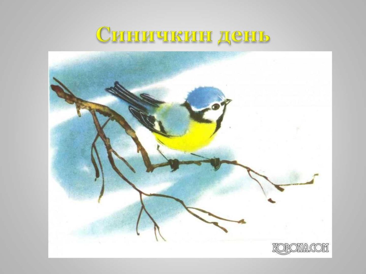 Зимние птицы синица