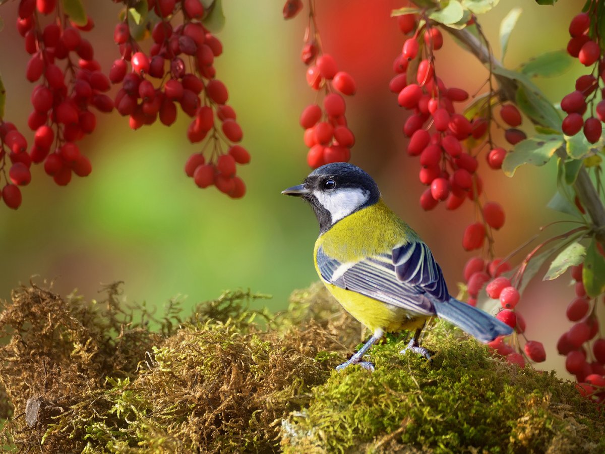 Синица на осенней ветке