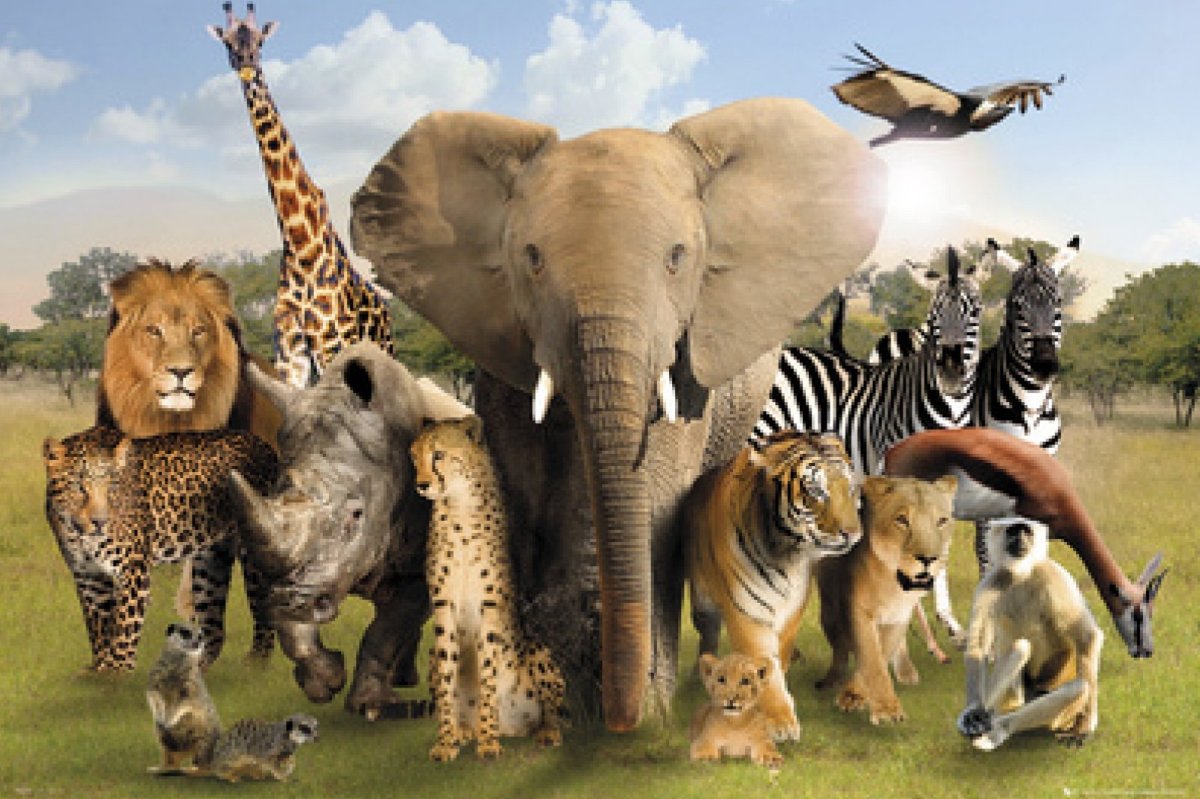 Животные планеты