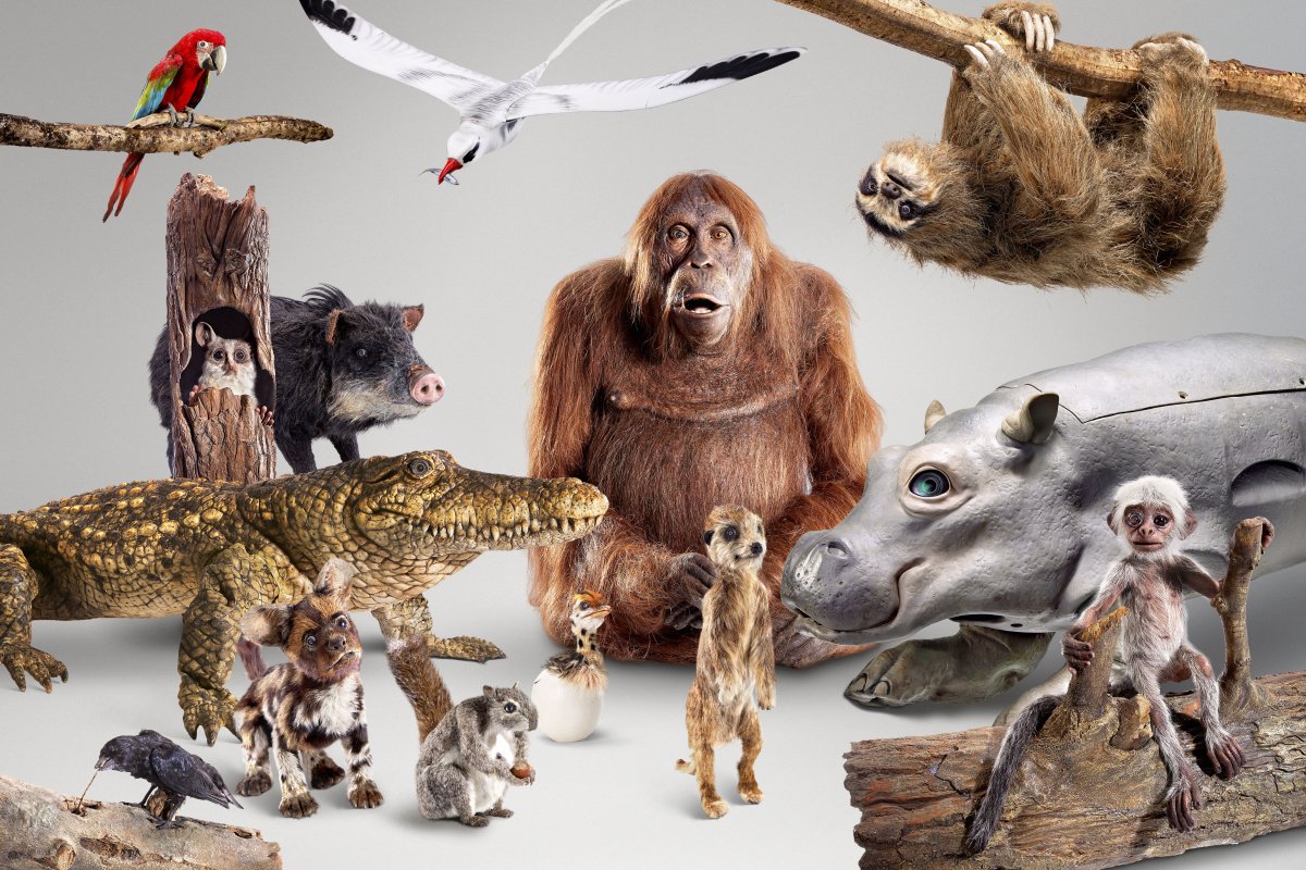 Множество животных