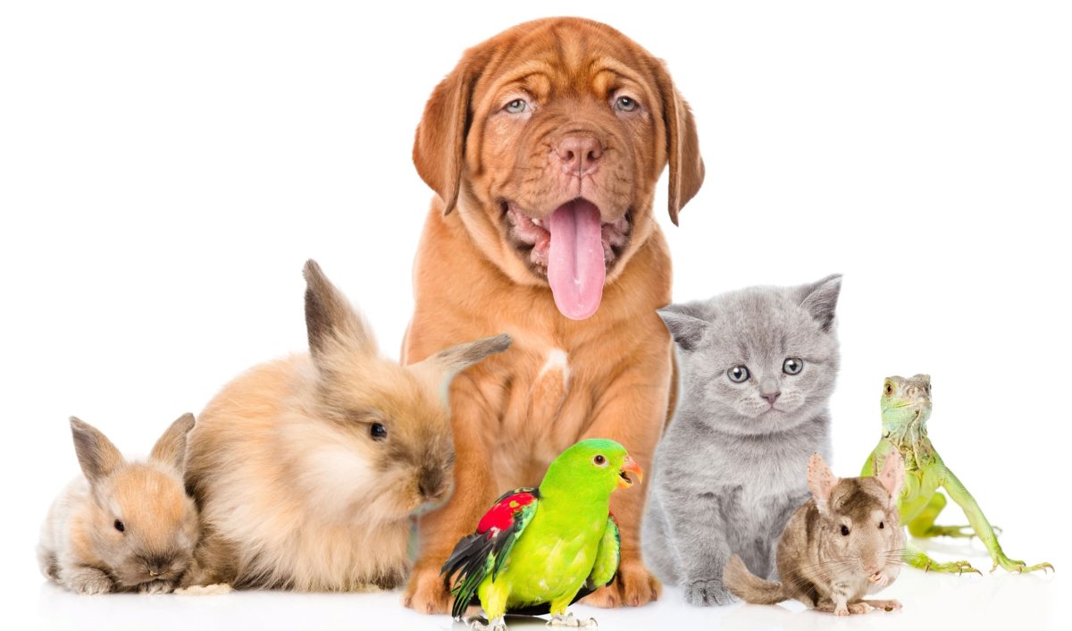 Десять животных на одной картинке