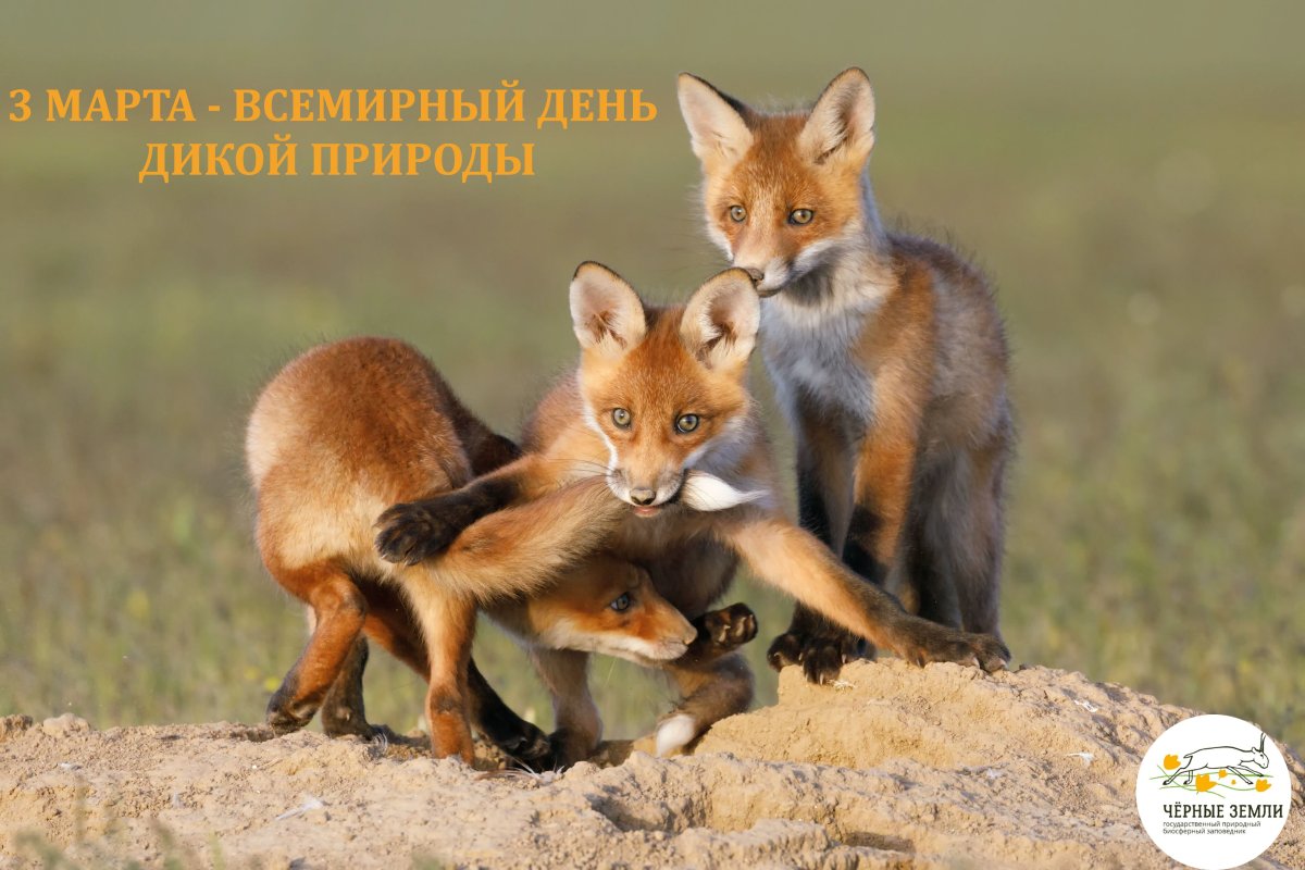 Фотоохота на животных в дикой природе