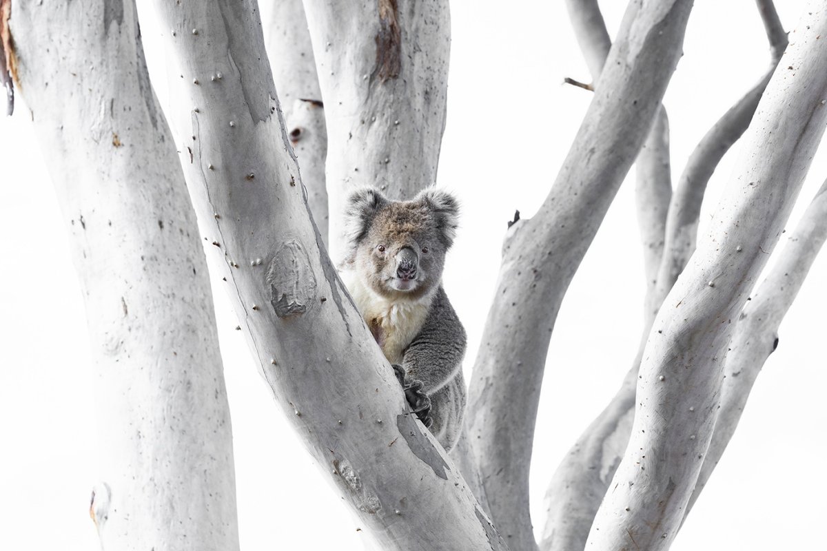 Пейзаж животные