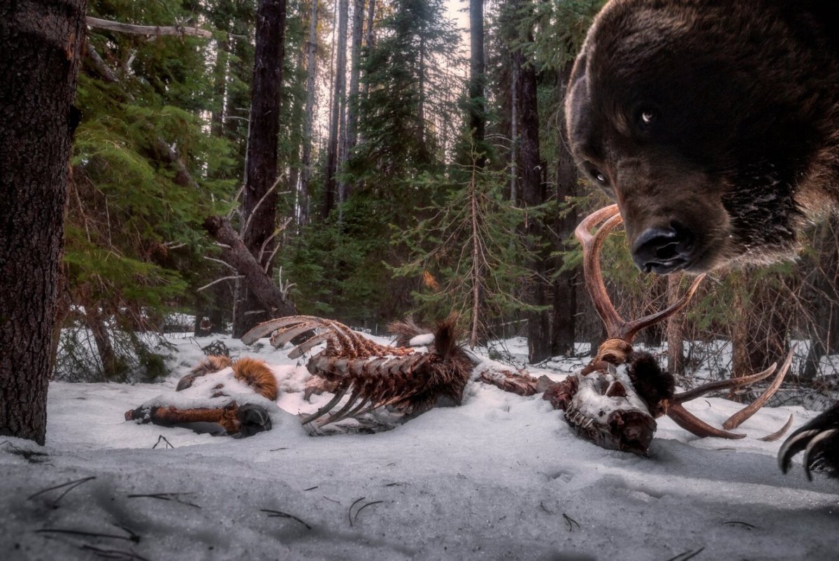 Животные в лесу России