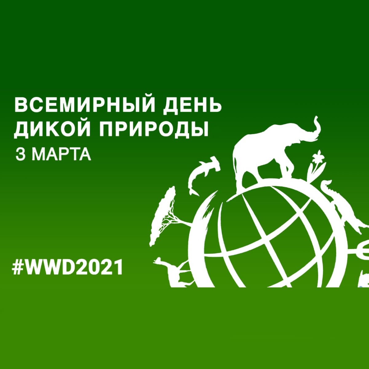 Бенгальская кошка Сьюки