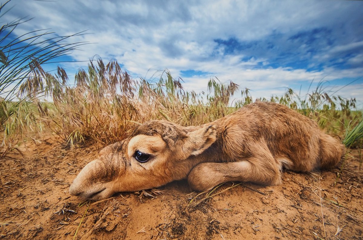 Плакат Всемирный день дикой природы