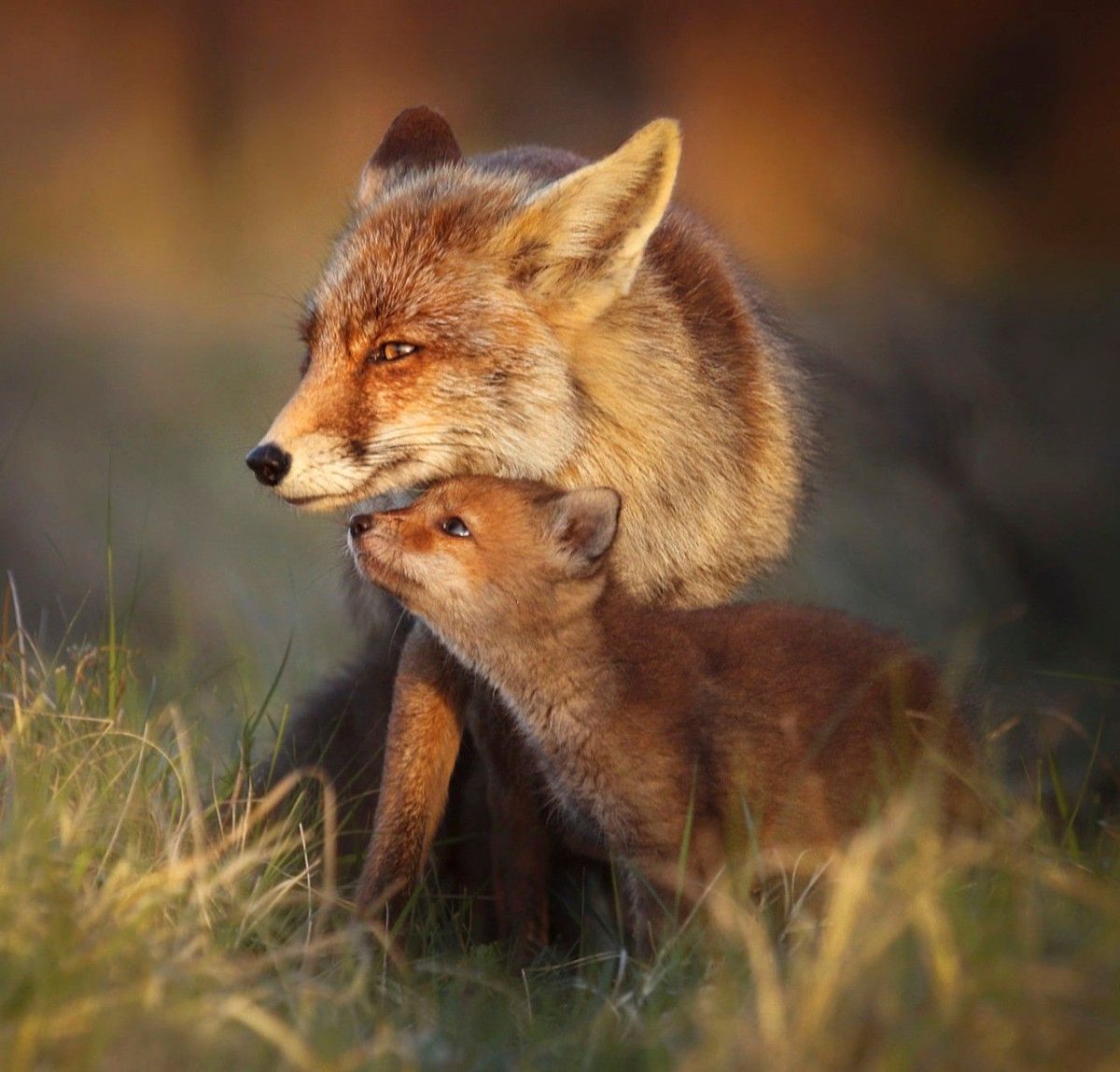 Алмазная мозаика алмазное хобби "лиса с лисятами" 40х50