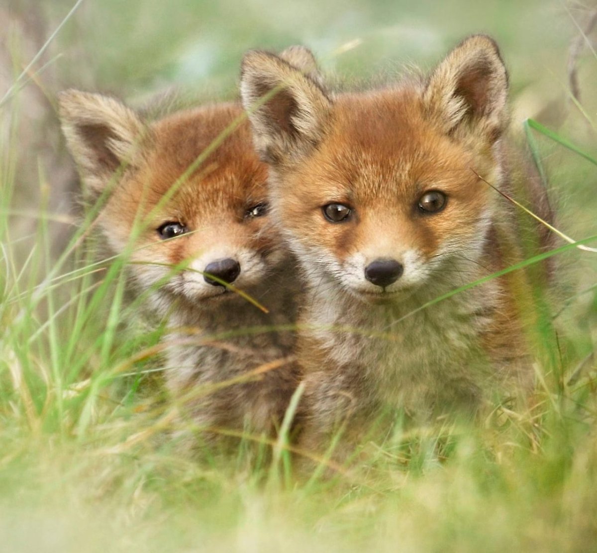 Стикеры Лисенок Паппи