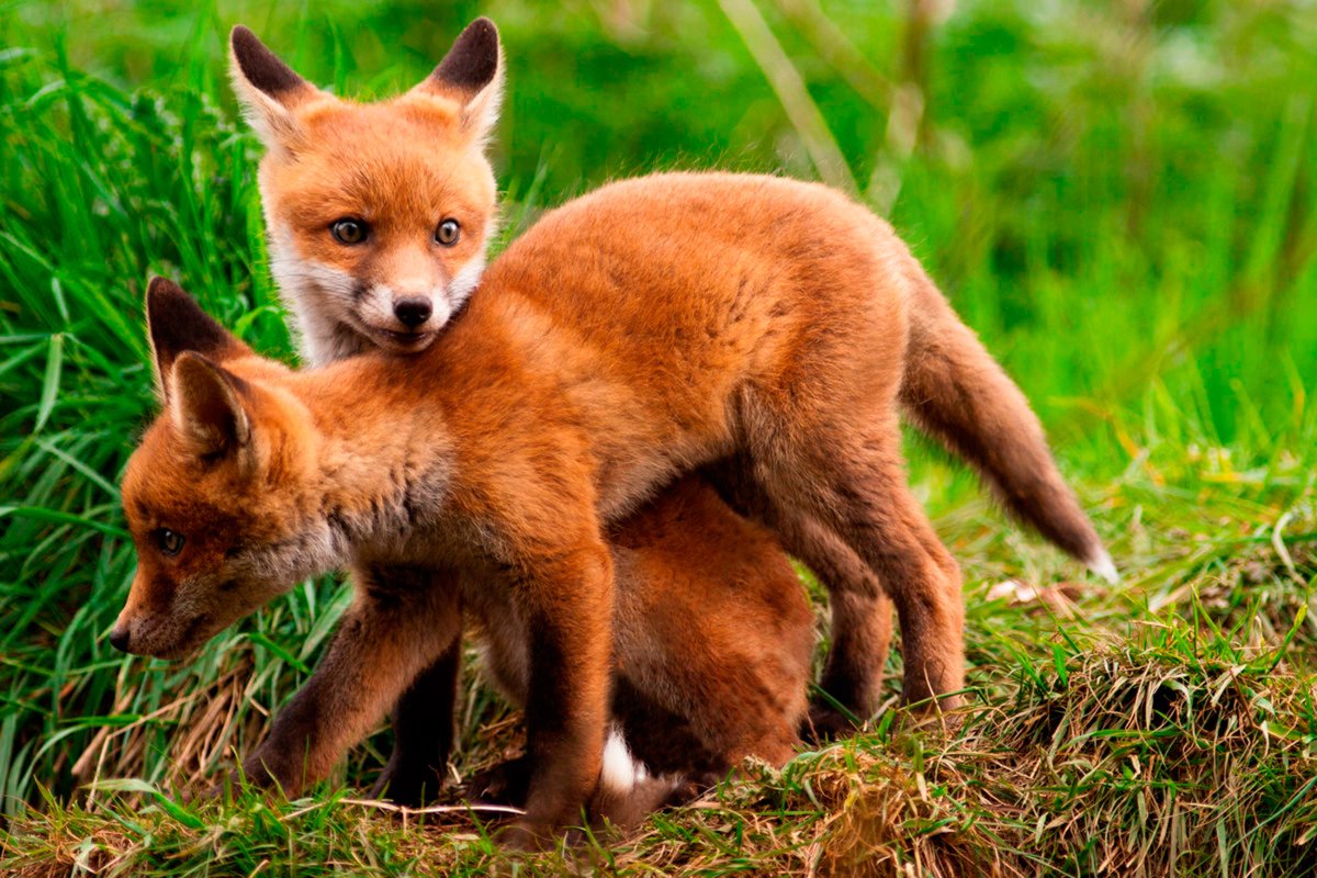 Лисенок на рабочий стол