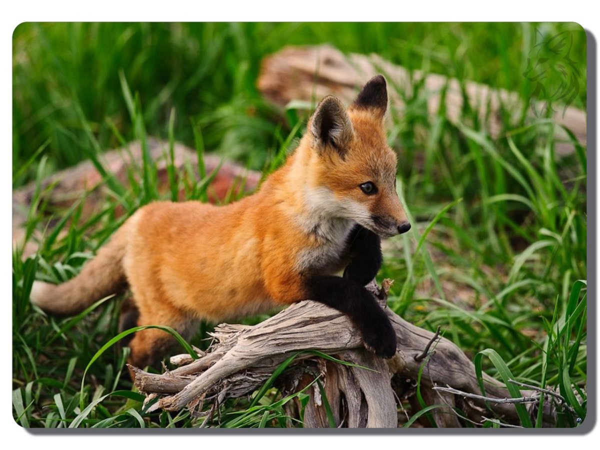 Лиса с лисятами