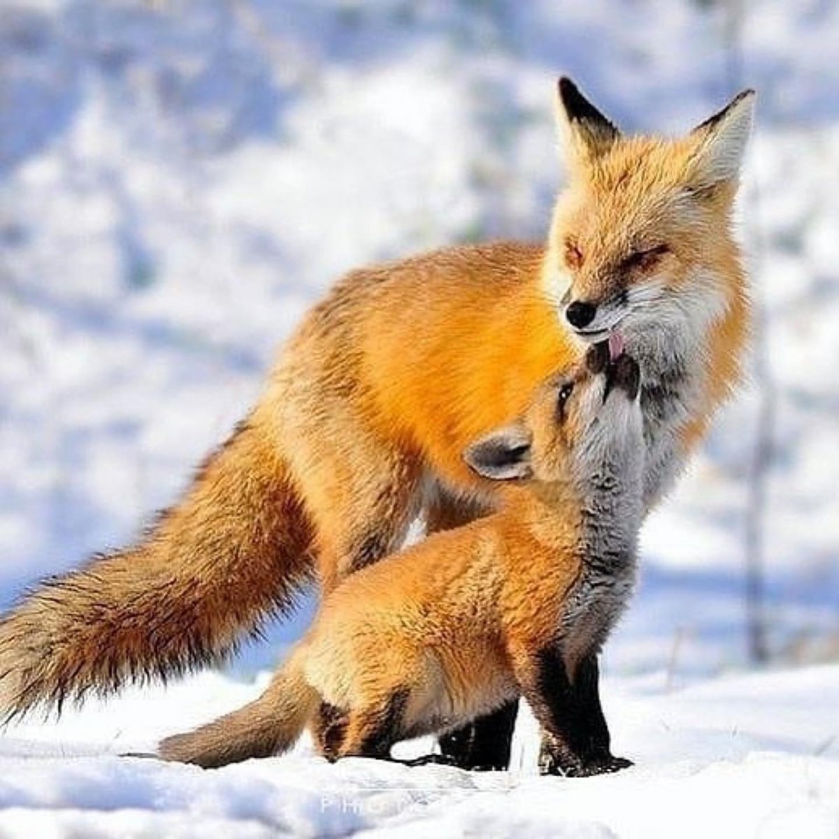 Лиса с лисятами